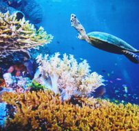 海洋生態檢測服務、環保檢測、各項微生物有害物質指標檢測